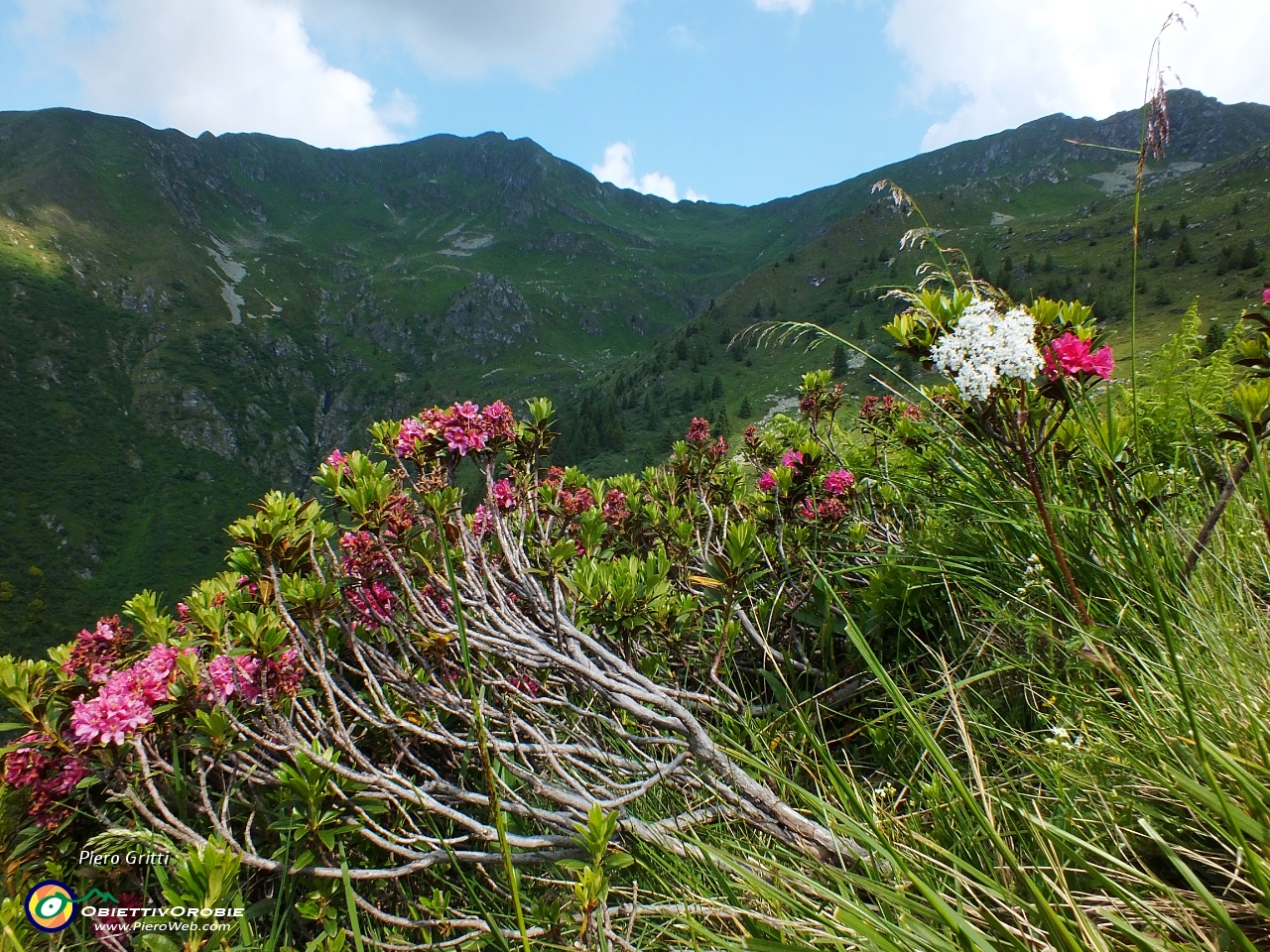 23  ed estese fioriture di rododendri....JPG